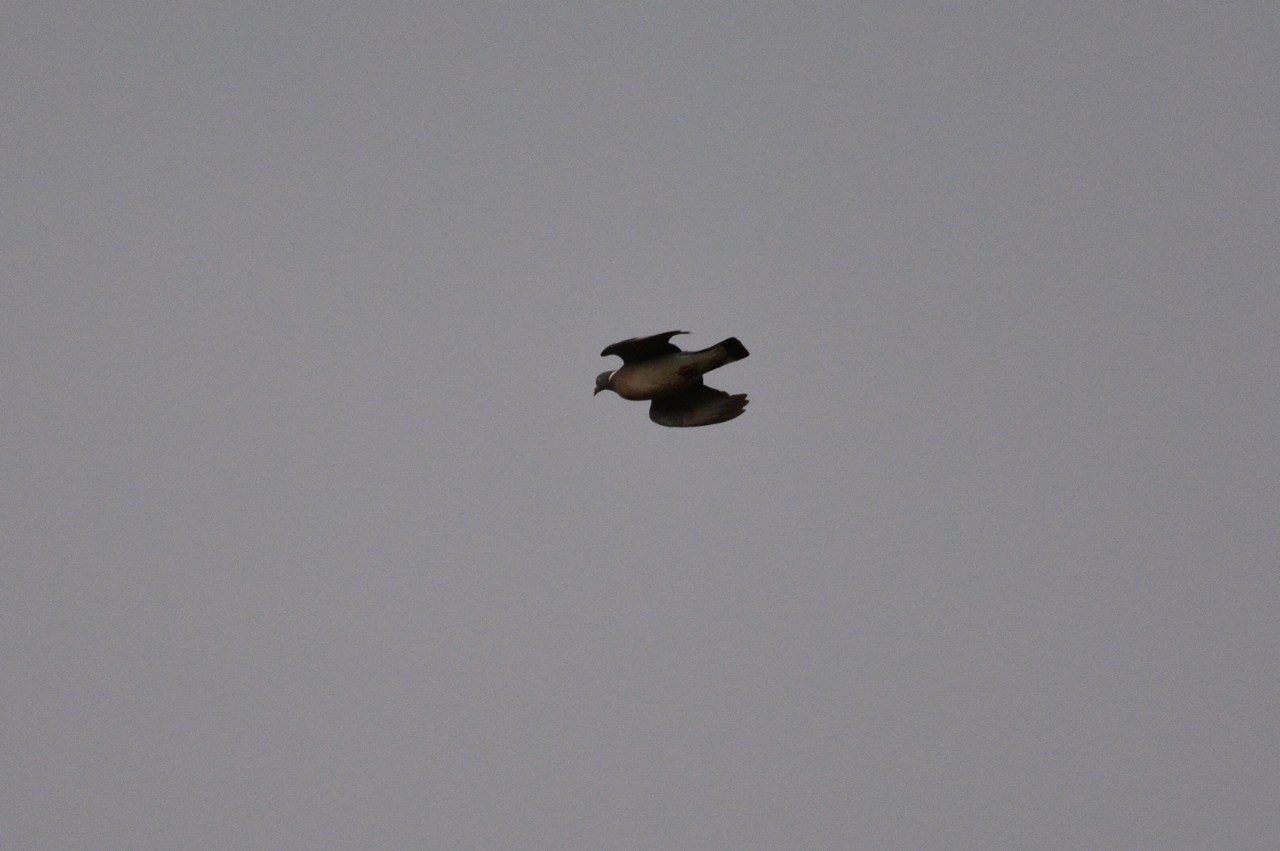 Columba palumbus Columba palumbus